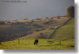 california, cows, grazing, hills, horizontal, marin, marin county, nature, north bay, northern california, olema, scenics, west coast, western usa, photograph