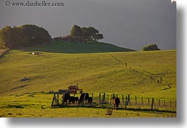 california, cows, grazing, hills, horizontal, marin, marin county, nature, north bay, northern california, olema, scenics, west coast, western usa, photograph