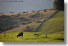 california, cows, grazing, hills, horizontal, marin, marin county, nature, north bay, northern california, olema, scenics, west coast, western usa, photograph