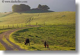 along, california, green, hills, horizontal, marin, marin county, nature, north bay, northern california, olema, paths, scenics, walking, west coast, western usa, photograph