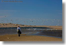 beaches, california, flying, horizontal, jack jill, jills, marin, marin county, north bay, northern california, people, seagulls, west coast, western usa, photograph