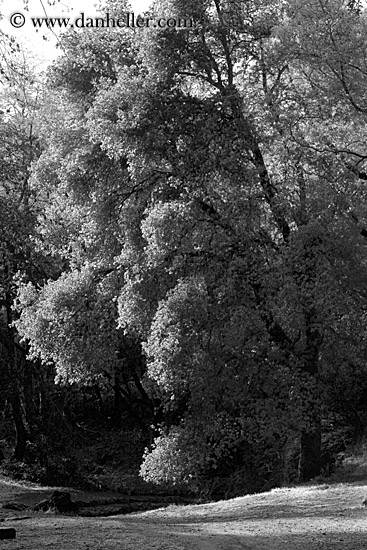 billowy-tree-bw-02.jpg