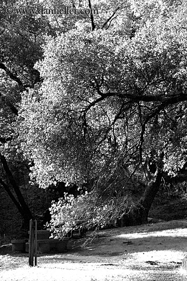 billowy-tree-bw-03.jpg