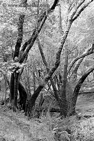 trees-bw-01.jpg