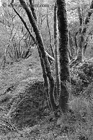 trees-bw-02.jpg