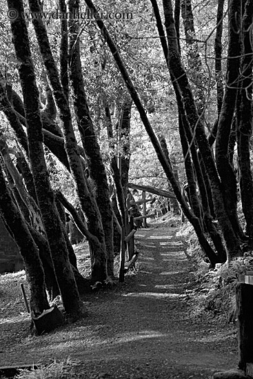 trees-n-path-bw.jpg