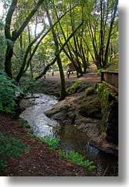 bridge, california, colors, forests, green, lush, marin, marin county, nature, north bay, northern california, phoenix lake park, plants, ross, scenics, stream, trees, vertical, west coast, western usa, photograph