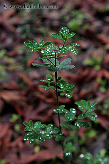 droplets-on-leaves-1.jpg