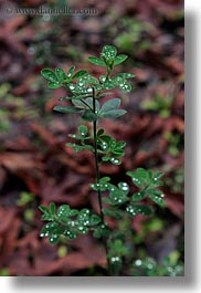 california, colors, dew, droplets, green, leaves, lush, marin, marin county, nature, north bay, northern california, phoenix lake park, ross, scenics, vertical, water, water drop, west coast, western usa, photograph