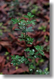 images/California/Marin/Ross/PhoenixLakePark/droplets-on-leaves-1.jpg