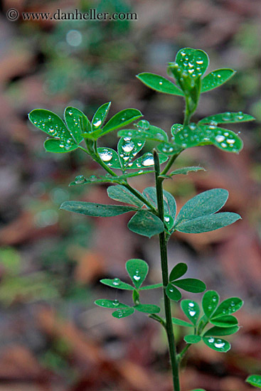 droplets-on-leaves-2.jpg