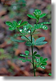 california, colors, dew, droplets, green, leaves, lush, marin, marin county, nature, north bay, northern california, phoenix lake park, ross, scenics, vertical, water, water drop, west coast, western usa, photograph