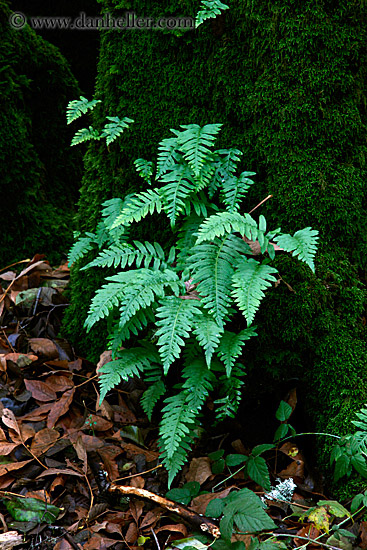 green-ferns-n-moss.jpg