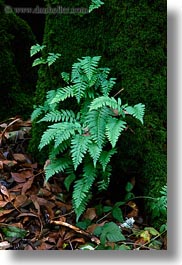 california, colors, ferns, forests, green, lush, marin, marin county, moss, nature, north bay, northern california, phoenix lake park, plants, ross, scenics, trees, vertical, west coast, western usa, photograph