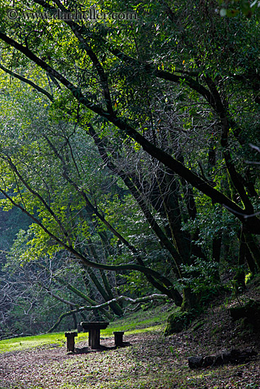 picnic-bench-n-trees-1.jpg