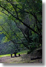 benches, california, colors, forests, green, lush, marin, marin county, nature, north bay, northern california, phoenix lake park, picnic, plants, ross, scenics, trees, vertical, west coast, western usa, photograph