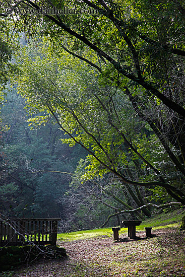 picnic-bench-n-trees-2.jpg