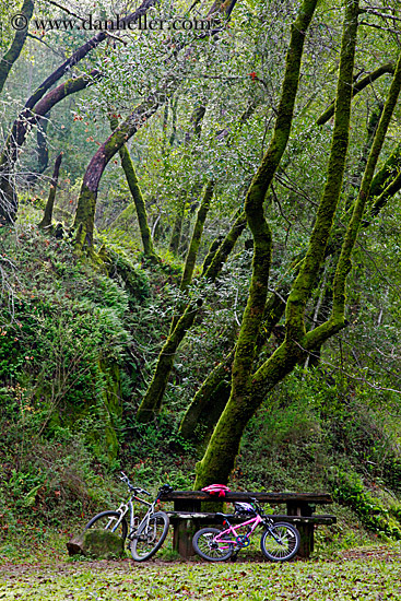 pink-bike-n-trees-1.jpg