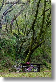 bicycles, california, colors, forests, green, lush, marin, marin county, nature, north bay, northern california, phoenix lake park, pink, plants, ross, scenics, trees, vertical, west coast, western usa, photograph