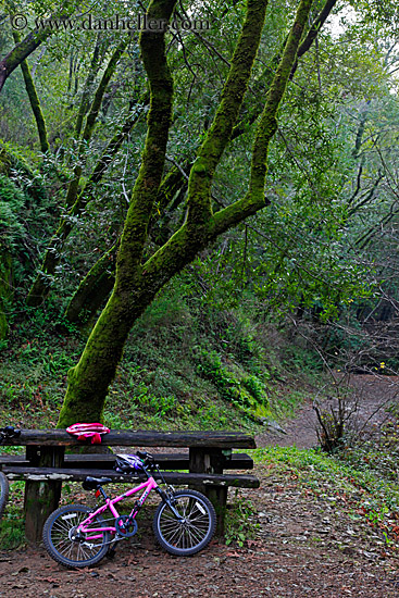 pink-bike-n-trees-2.jpg