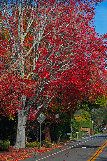 red-trees-n-road.jpg