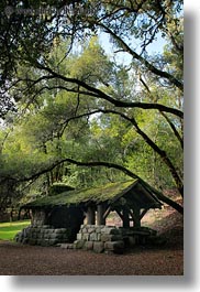 arching, branches, buildings, california, colors, forests, green, huts, lush, marin, marin county, nature, north bay, northern california, phoenix lake park, plants, ross, scenics, stones, structures, trees, vertical, west coast, western usa, woods, photograph