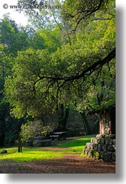 arching, branches, california, colors, forests, green, huts, lush, marin, marin county, nature, north bay, northern california, phoenix lake park, plants, ross, scenics, stones, trees, vertical, west coast, western usa, woods, photograph