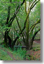 california, colors, forests, green, lush, marin, marin county, nature, north bay, northern california, phoenix lake park, plants, ross, scenics, trees, vertical, west coast, western usa, photograph