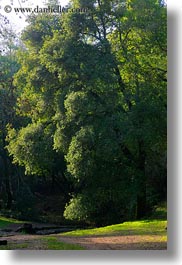 california, colors, forests, green, lush, marin, marin county, nature, north bay, northern california, phoenix lake park, plants, ross, scenics, trees, vertical, west coast, western usa, photograph