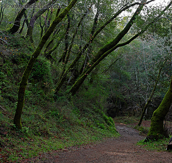 trees-n-path-1.jpg