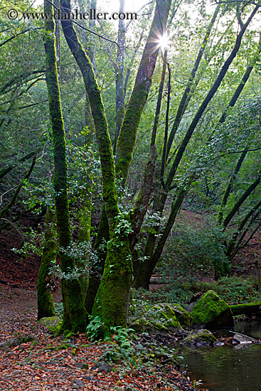 trees-n-path-3.jpg