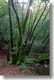 california, colors, forests, green, lush, marin, marin county, nature, north bay, northern california, paths, phoenix lake park, plants, ross, scenics, sky, sun, sunrays, trees, vertical, west coast, western usa, photograph