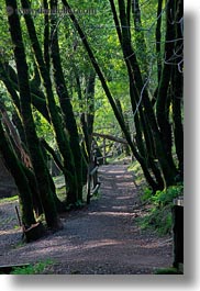 california, colors, forests, green, lush, marin, marin county, nature, north bay, northern california, paths, phoenix lake park, plants, ross, scenics, trees, vertical, west coast, western usa, photograph