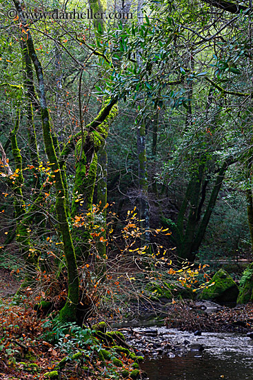 trees-n-stream-1.jpg