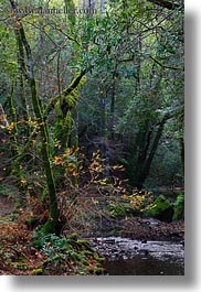 california, colors, forests, green, lush, marin, marin county, nature, north bay, northern california, phoenix lake park, plants, ross, scenics, stream, trees, vertical, west coast, western usa, photograph