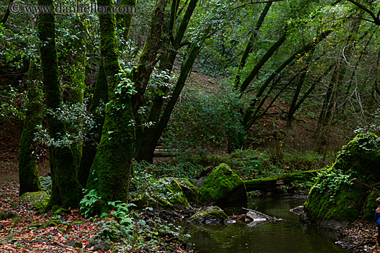 trees-n-stream-2.jpg