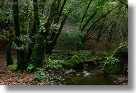 california, colors, forests, green, horizontal, lush, marin, marin county, nature, north bay, northern california, phoenix lake park, plants, ross, scenics, stream, trees, west coast, western usa, photograph