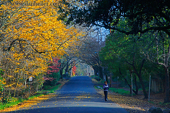 yellow-foliage-1.jpg