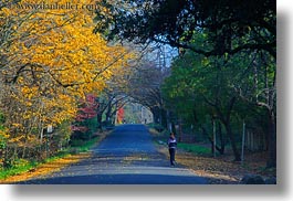 activities, california, fall foliage, foliage, forests, horizontal, jog, marin, marin county, nature, north bay, northern california, phoenix lake park, plants, ross, scenics, trees, west coast, western usa, yellow, photograph