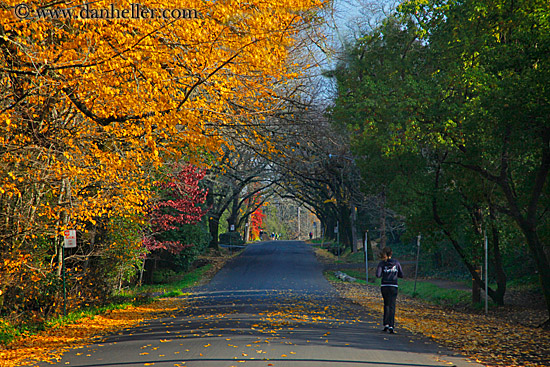 yellow-foliage-2.jpg