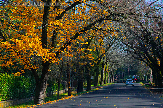 yellow-foliage-3.jpg