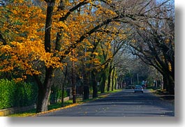 california, fall foliage, foliage, forests, horizontal, marin, marin county, nature, north bay, northern california, phoenix lake park, plants, ross, scenics, trees, west coast, western usa, yellow, photograph