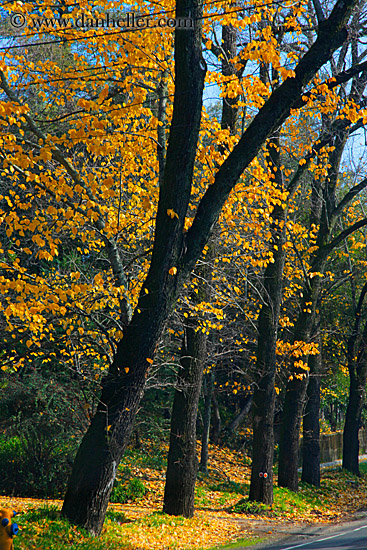 yellow-foliage-4.jpg