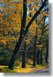 california, fall foliage, foliage, forests, marin, marin county, nature, north bay, northern california, phoenix lake park, plants, ross, scenics, trees, vertical, west coast, western usa, yellow, photograph