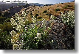 california, exteriors, flowers, horizontal, land, marin, marin county, north bay, northern california, rocks, san anselmo, tomahawk, west coast, western usa, photograph