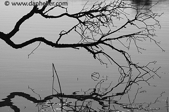 trees-n-water.jpg