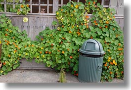 beaches, california, cans, flowered, green, horizontal, ivy, marin, marin county, north bay, northern california, stinson beach, trash, wedding, west coast, western usa, photograph