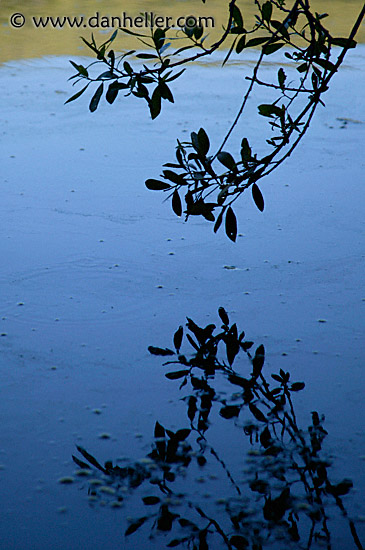 branch-reflection.jpg