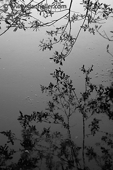 branch-reflection-bw.jpg