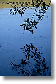 branches, california, marin, marin county, north bay, northern california, reflect, reflections, san francisco bay area, tennessee, vertical, water, west coast, western usa, photograph